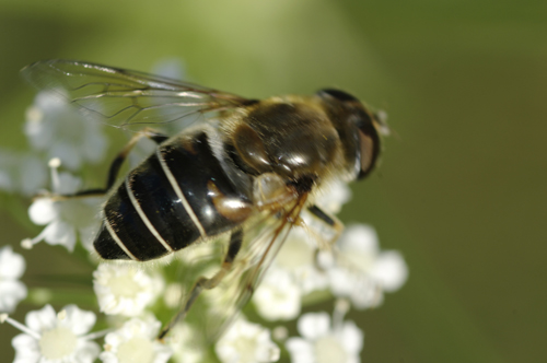 Eristalis sp?